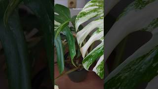 Variegated Monstera Albo monstera monsteraplant variegated plantcare flowers garden green [upl. by Yesnel154]