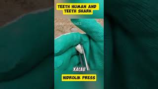 Teeth Human and Teeth Shark shortvideo feedshorts hidraulicpress shortsfeed fyp [upl. by Gwynne]