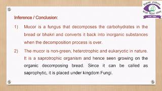 8th Experiment  Observation of Fungus on Bread  Marathi Vidnyan Parishad [upl. by Leontine]