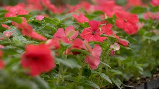 Plant Sale Helps Grow Champlin Park’s Greenhouse Management Program [upl. by Lazaruk763]