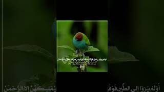 تلاوت بهشتی سعید مسلم سوره ملکBeheshti recitation of Saeed Muslim Surah Malik shorts telavat [upl. by Uhp836]