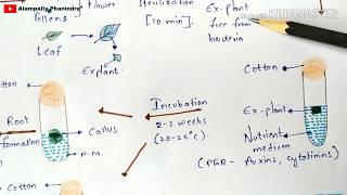 Organogenesis  Direct and Indirect organogenesis with notes  Plant biotechnology  Bio science [upl. by Nessaj]