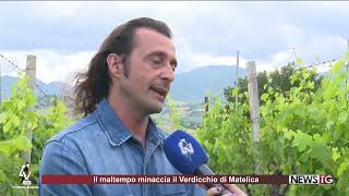 A rischio la produzione 2023 del Verdicchio di Matelica [upl. by Enerod]