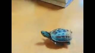 Turtle on Tech Deck Chases a Cat [upl. by Busch]