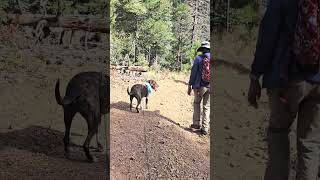 Black Canyon Trail Adventure for 6 Miles In October 2024 [upl. by Akere596]