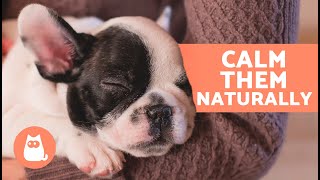 6 NATURAL SEDATIVES for DOGS 🐶✅  How to Relax a Dog without Medication [upl. by Ecinahs]