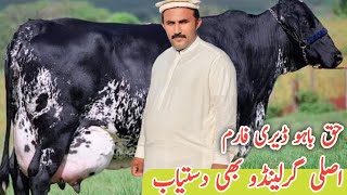 Biggest Girlando Cow For sale at Haq Bahoo Dairy Farm  Pakistans Best cows Farm [upl. by Eaner]