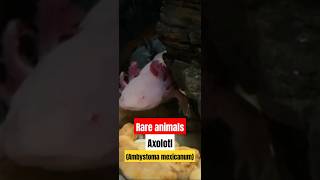 Axolotl Ambystoma mexicanum shorts [upl. by Kelcie989]