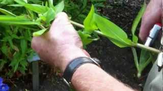 summer cuttings Purple Loostrife [upl. by Lou751]