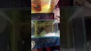 Releasing female betta fish day2 bettafish betta breeding [upl. by Blood]