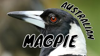 Australian Magpie Gymnorhina tibicen [upl. by Llenrahs]