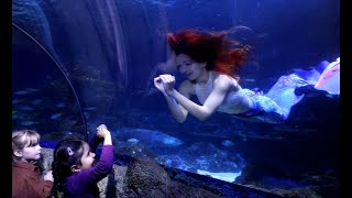 Professional mermaids with Performance Mermaids  Sealife Center  Manchester in the aquarium [upl. by Keeryt931]