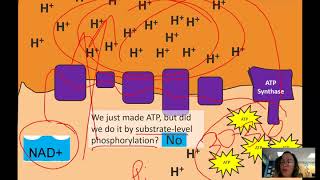 Oxidative Phosphorylation and Fermentation [upl. by Kameko676]