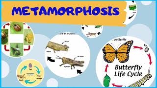 Complete and Incomplete Metamorphosis metamorphosis [upl. by Aihsein]