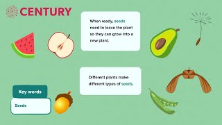 Seeds and Seed Dispersal  Primary Science [upl. by Leahcimdivad]