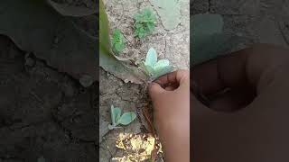 Bryophyllum pinnata plant facts। पत्थरचट्टा।। [upl. by Yramliw]