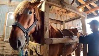 Working with our new SUFFOLK PUNCH STALLION  Weighing amp First Time in the Shoeing Stocks [upl. by Aicul406]