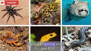 Who is the most poisonous creature in the world amazingfacts animals viralvideo trending [upl. by Jacky]