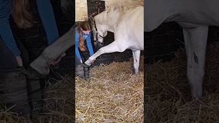 Forelimb Protraction Stretch stretch equinemassage equinetherapy massage [upl. by Ytirahc]