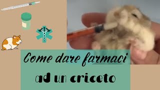 COME DARE MEDICINE AI CRICETI Vanillo dal vet [upl. by Rochelle781]