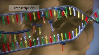 Síntesis de proteínas  Procesos de transcripción y traducción [upl. by Mellie276]