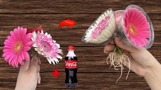 How I propagated gerberas with CocaCola [upl. by Oag]