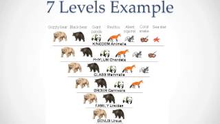 Classification and Taxonomy [upl. by Mazonson]