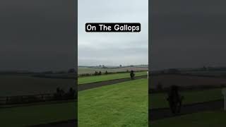 Fast Racehorses On The Gallops horseracing racingpost [upl. by Oiramd133]