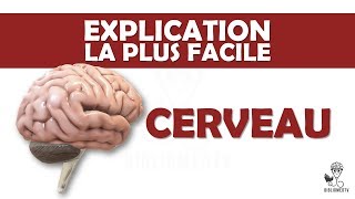 lexplication la plus facile  le Cerveau [upl. by Latimore]