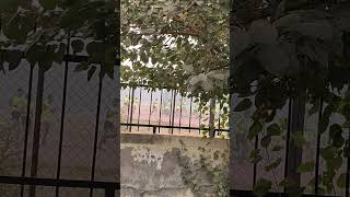 army bharti bhiwani aro Charkhi dadri bhim stadium bhiwani viral video 07 November 2024 [upl. by Layla752]