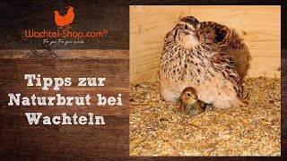 Tipps zur Naturbrut bei Wachteln  WachtelShopcom [upl. by Adamis]