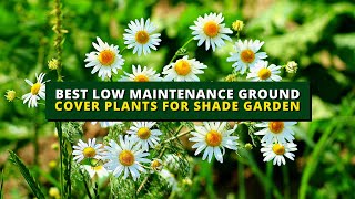 7 Best Low Maintenance Ground Cover Plants For Shade Garden 👌👌 [upl. by Kee]