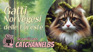 Gatti Norvegesi delle foresteAffettuosi [upl. by Aittam]