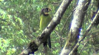 Fire Tufted Barbet [upl. by Ammamaria]