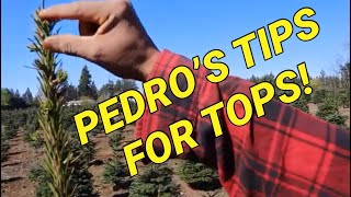 Pointers on working the tops of your Christmas tree from Pedro [upl. by Enimassej963]