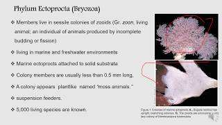 Phyla ectoprocta and Brachiopoda  BS Zoology Invertebrate Diversity [upl. by Marina]