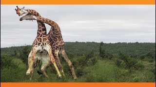 Giraffes Fighting [upl. by Shore]