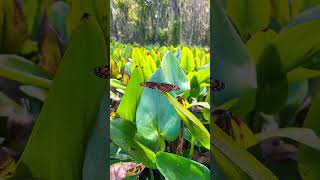 Monarch butterfly newly endangered in US 😭 ecotourism silversprings florida [upl. by Samuelson893]