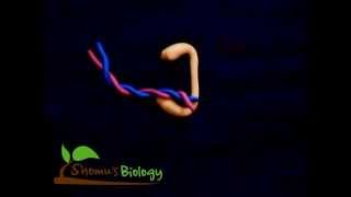 Topoisomerase i animation [upl. by Nikral]