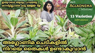 Aglaonema plant care and easy propagation methods in malayalam aglaonema plant varieties with names [upl. by Aiuhsoj992]