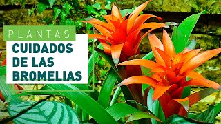 Bromelias cuidado y consejos más importantes  Plantas en VERDECORA [upl. by Samuele]