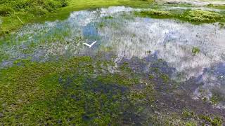 Flight of the Jabiru Stork Belize [upl. by Nnayr]