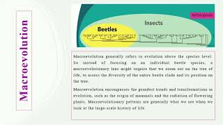 Microevolution VS Macroevolution [upl. by Elaweda]