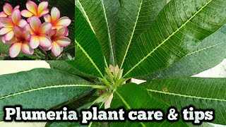 How to care plumeria plant  best soil for plumeria [upl. by Erena]