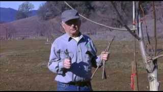 Budding Grafting and Planting Walnut Trees  UCANR [upl. by Millman]