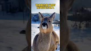 一些好人拯救了生命 animal rescue animallover deer [upl. by Osrick561]