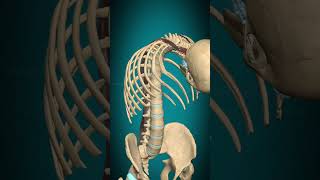 Longissimus capitis muscle action Vertebral column Extension muscle anatomy [upl. by Crane]