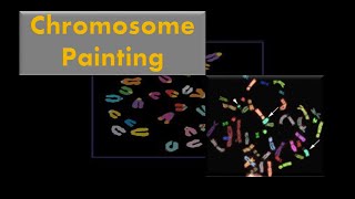 CHROMOSOME PAINTING [upl. by Adolfo]