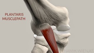 Plantaris Muscle Musclepath Origin Insertion 3D Animation [upl. by Vidda208]