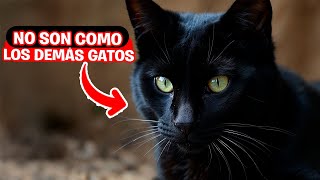 ¿Sabías esto 7 Datos Asombrosos sobre los Gatos Negros [upl. by Neelyahs]